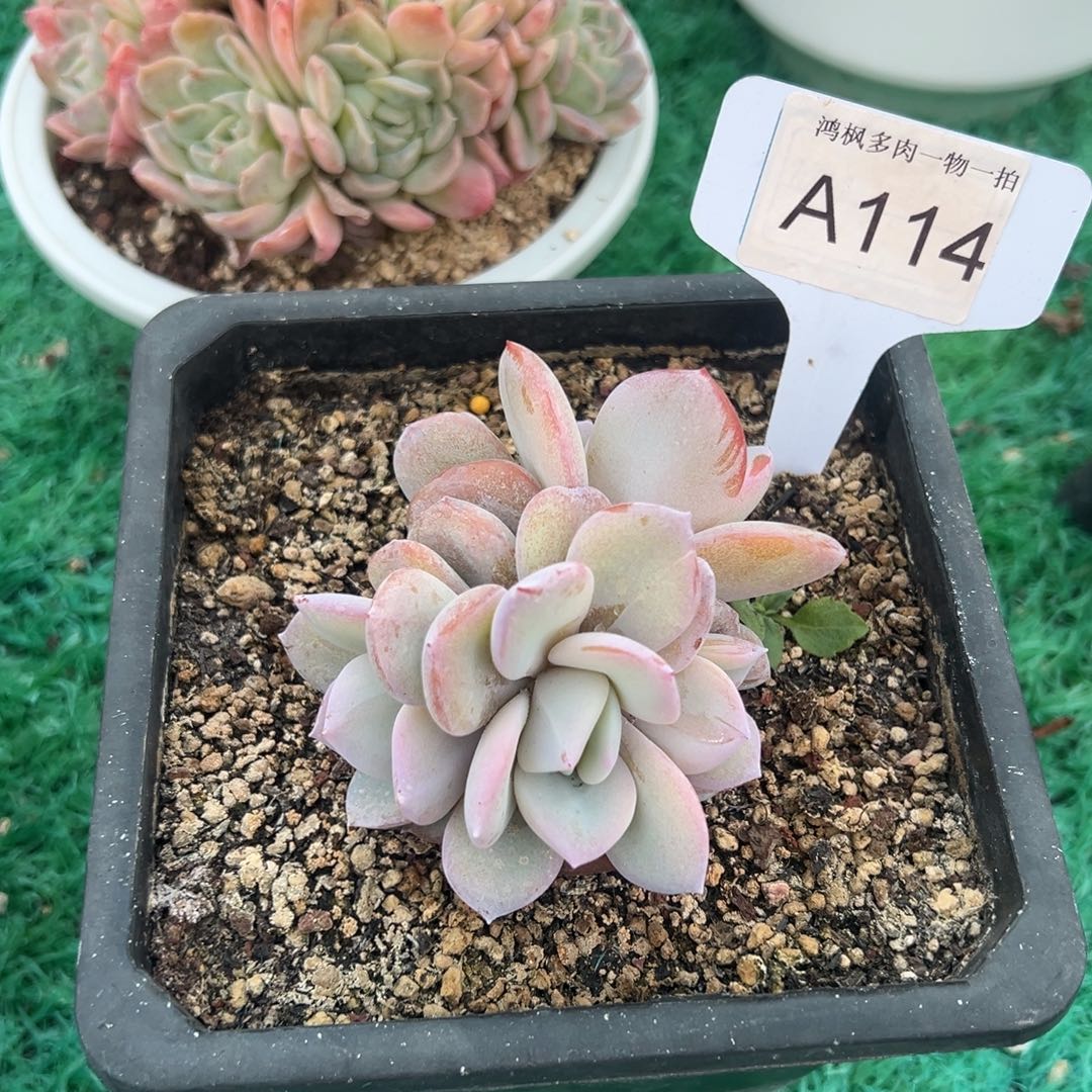 韩版奶茶 ，，，，，，，，，，，