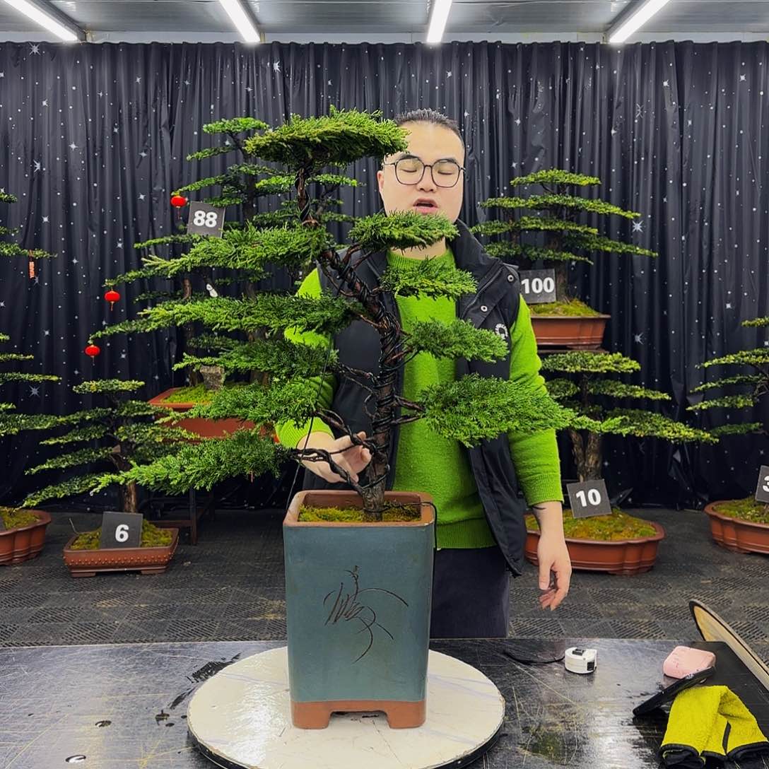 龙爪松高端造型盆景