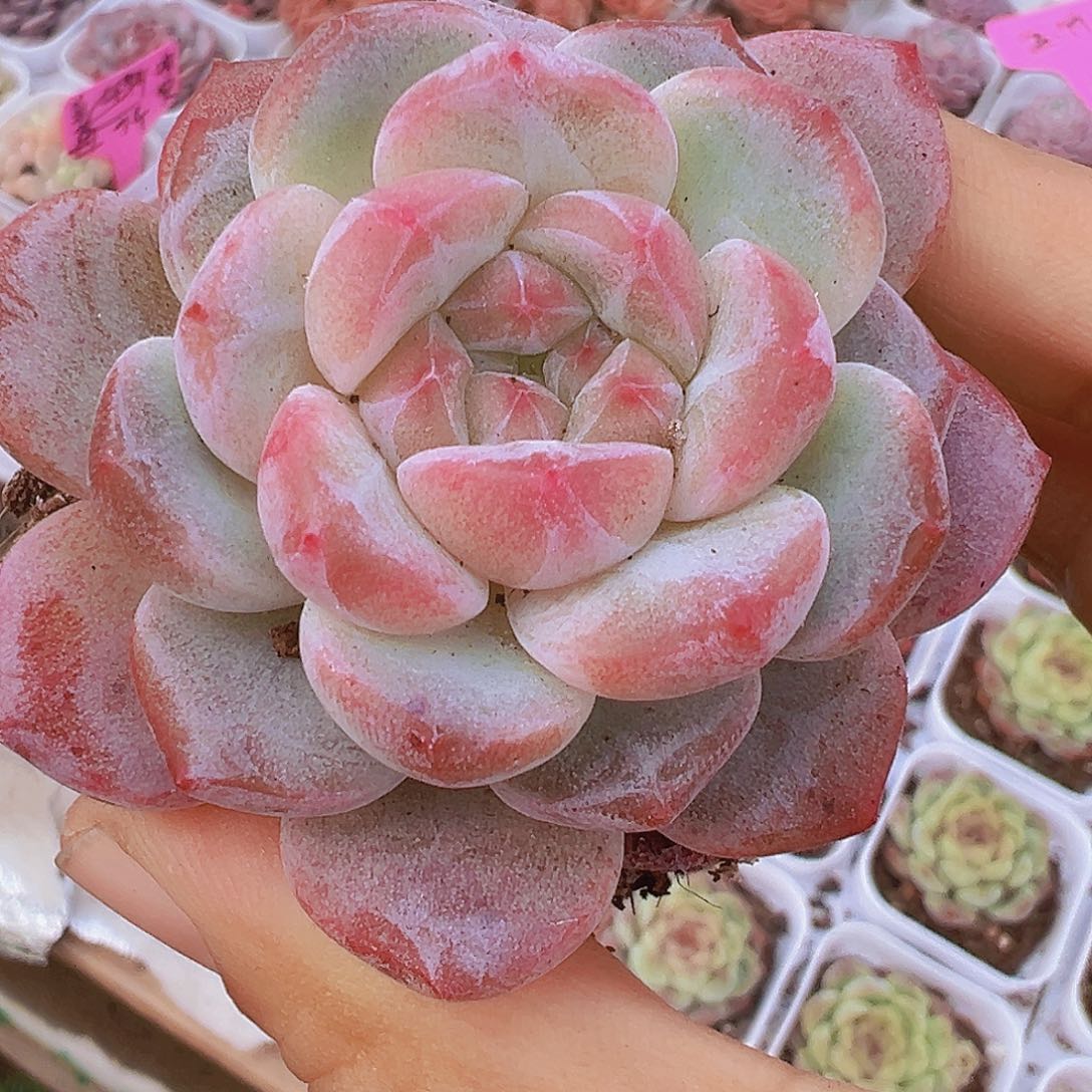 黛玉冰魄19包邮多肉植物