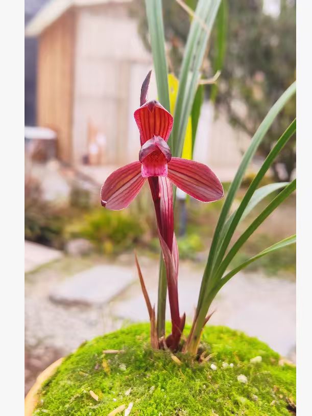 2号专用链接兰花一物一拍