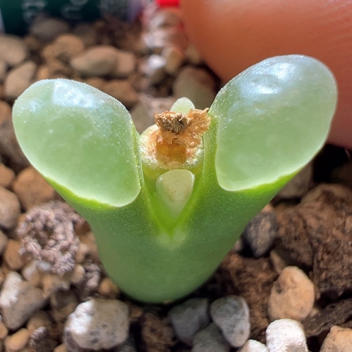 700。优选稀有翡翠绿翻窗。 磨砂窗质感