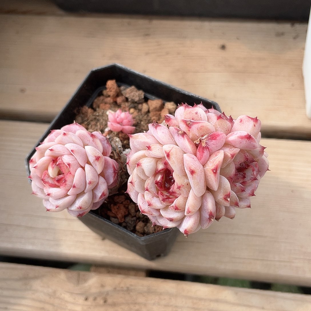 优选天鹅绒老桩9229