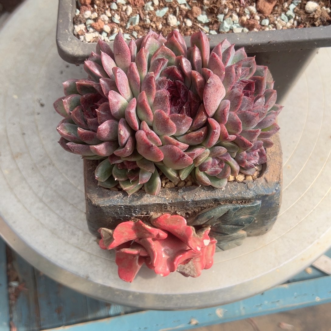 精品多肉植物老桩