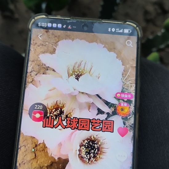 卷***痴仙人球丽花黑喉灰天使大侧芽