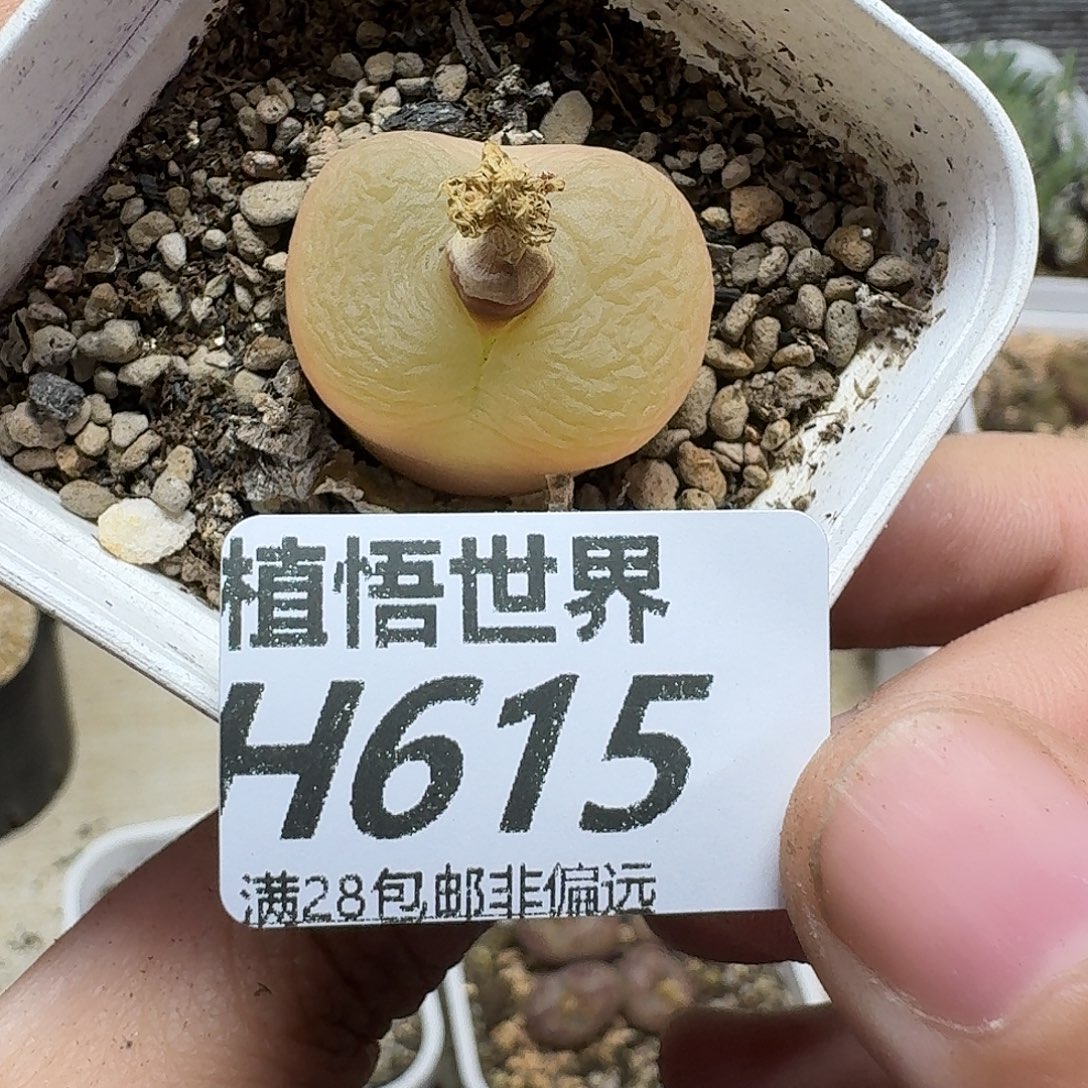 多肉植物的人生ghjk