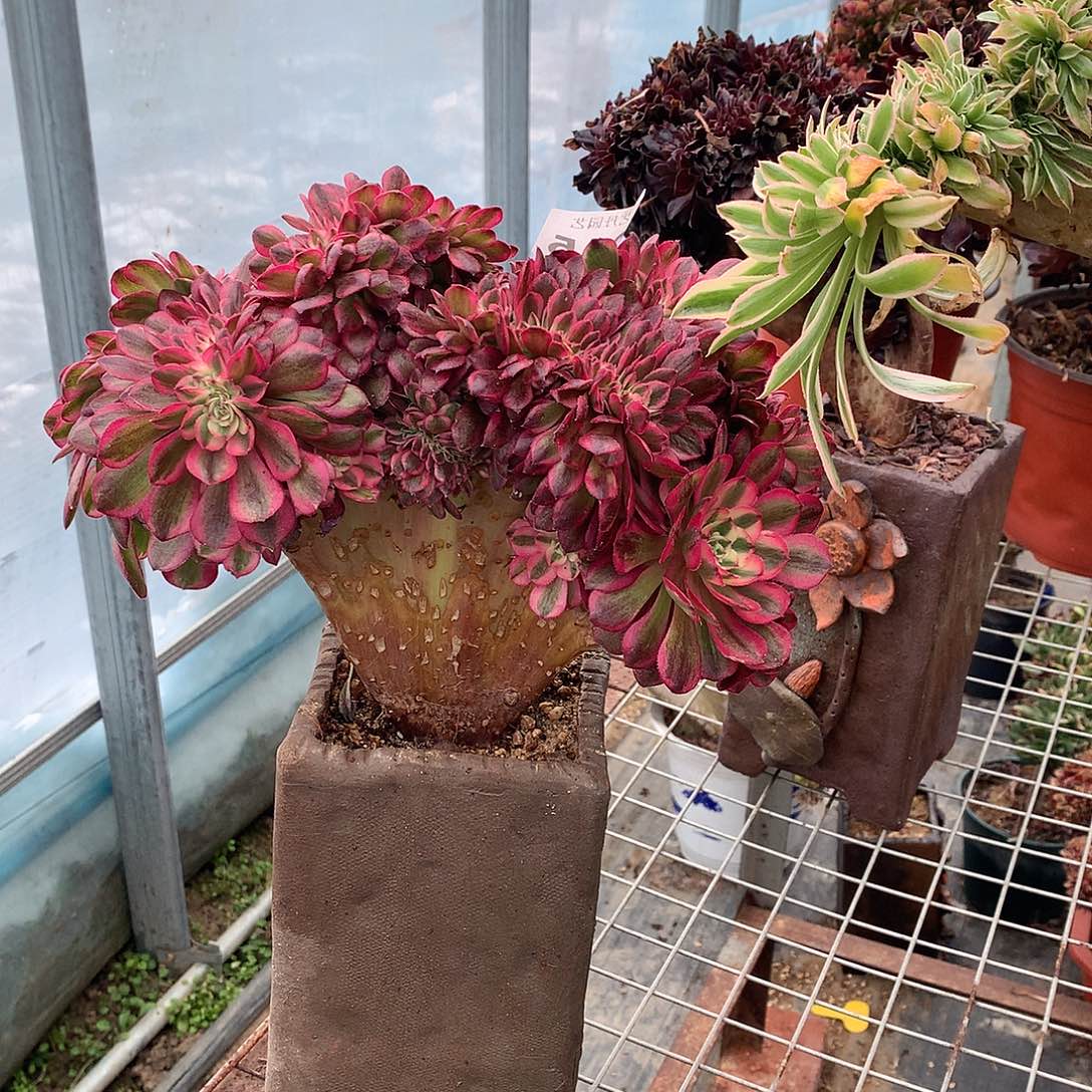 015倾城缀化缀化微瑕