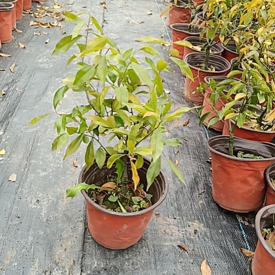 无花朵金弹子盆景我