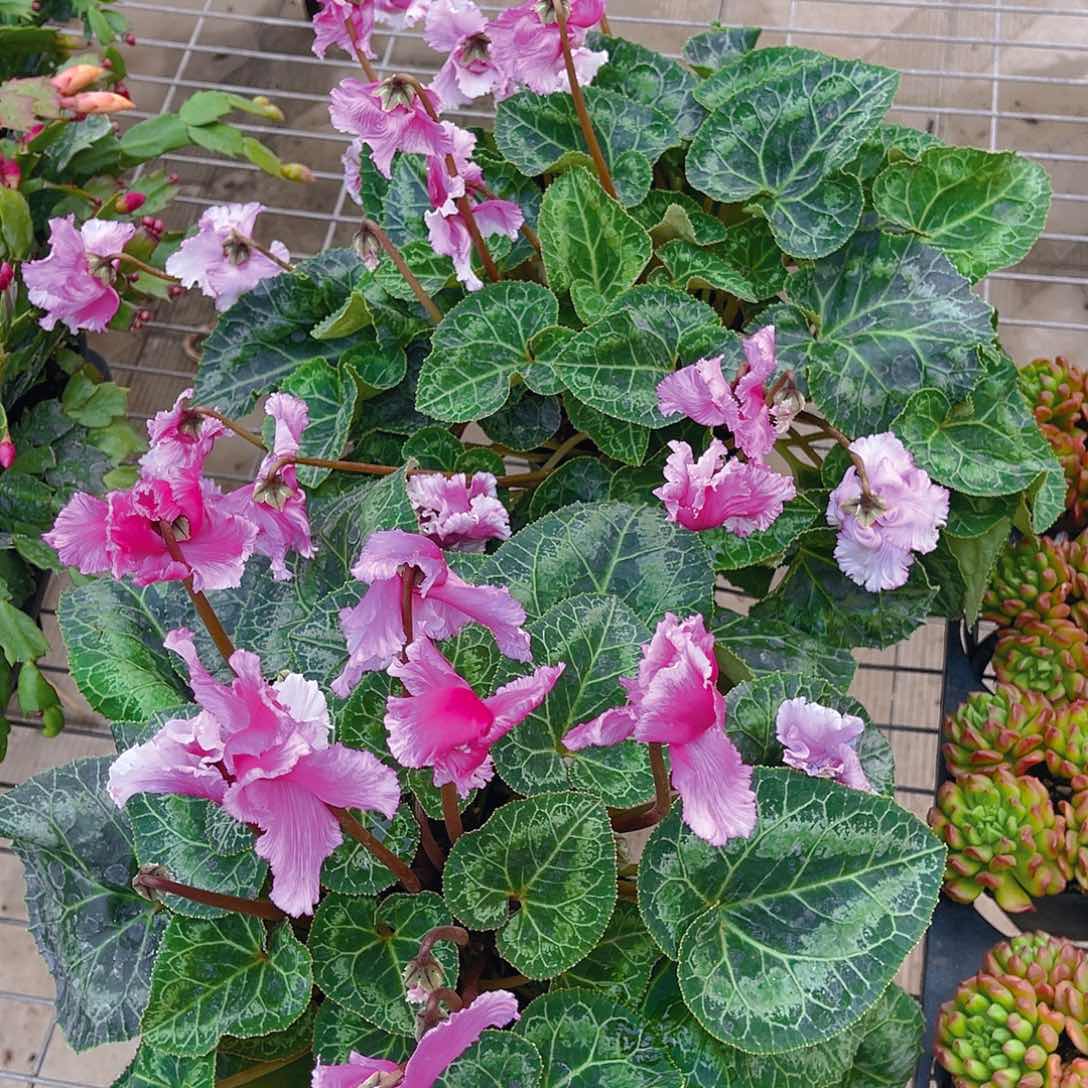 完全开放仙客来    