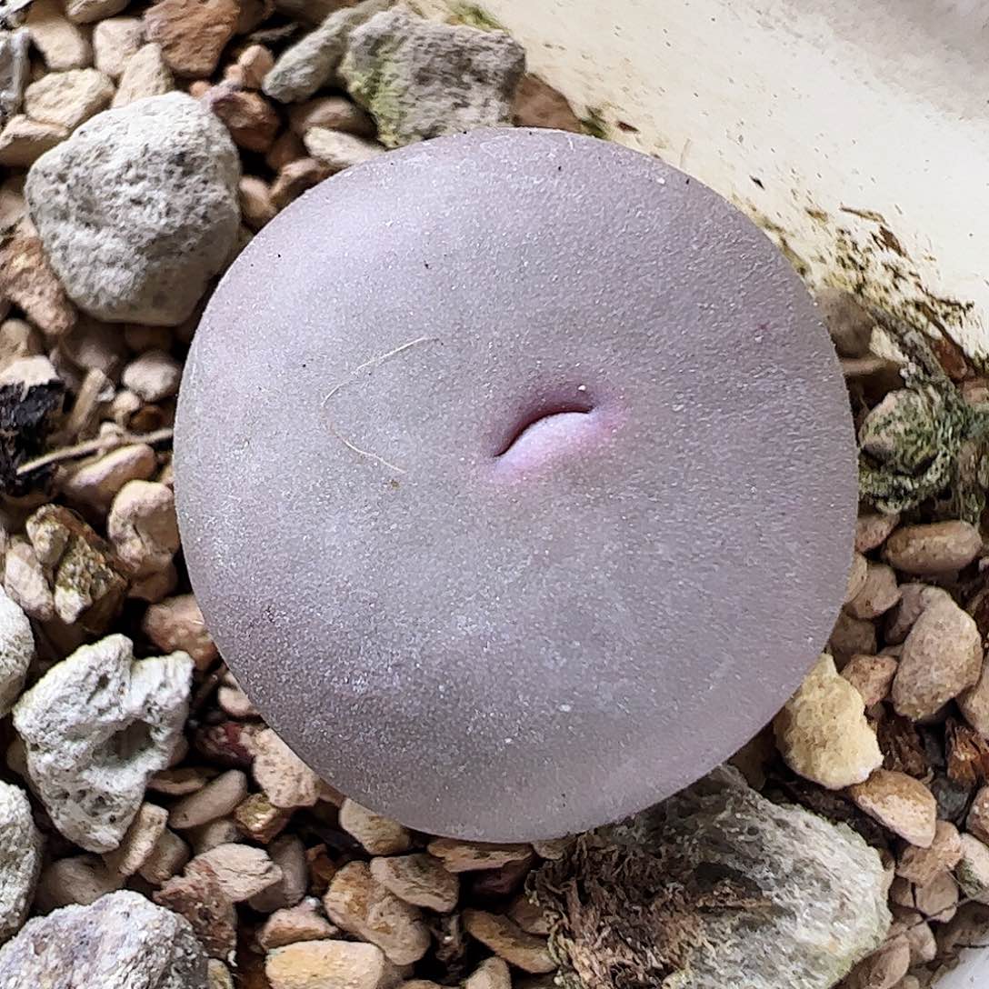 1.4厘米434/拿铁多肉植物馆