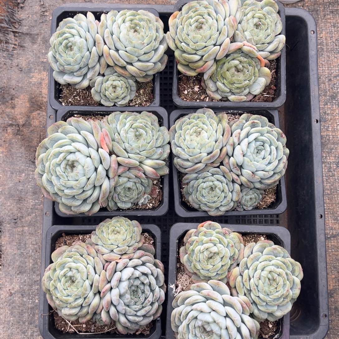 白恋3头有砍，图中任意一颗，尺寸11