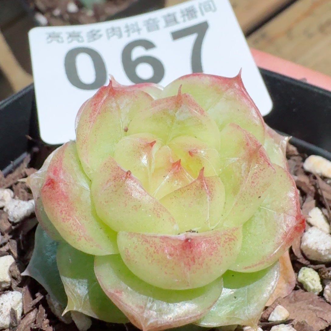 灵宝珍妮         精品多肉