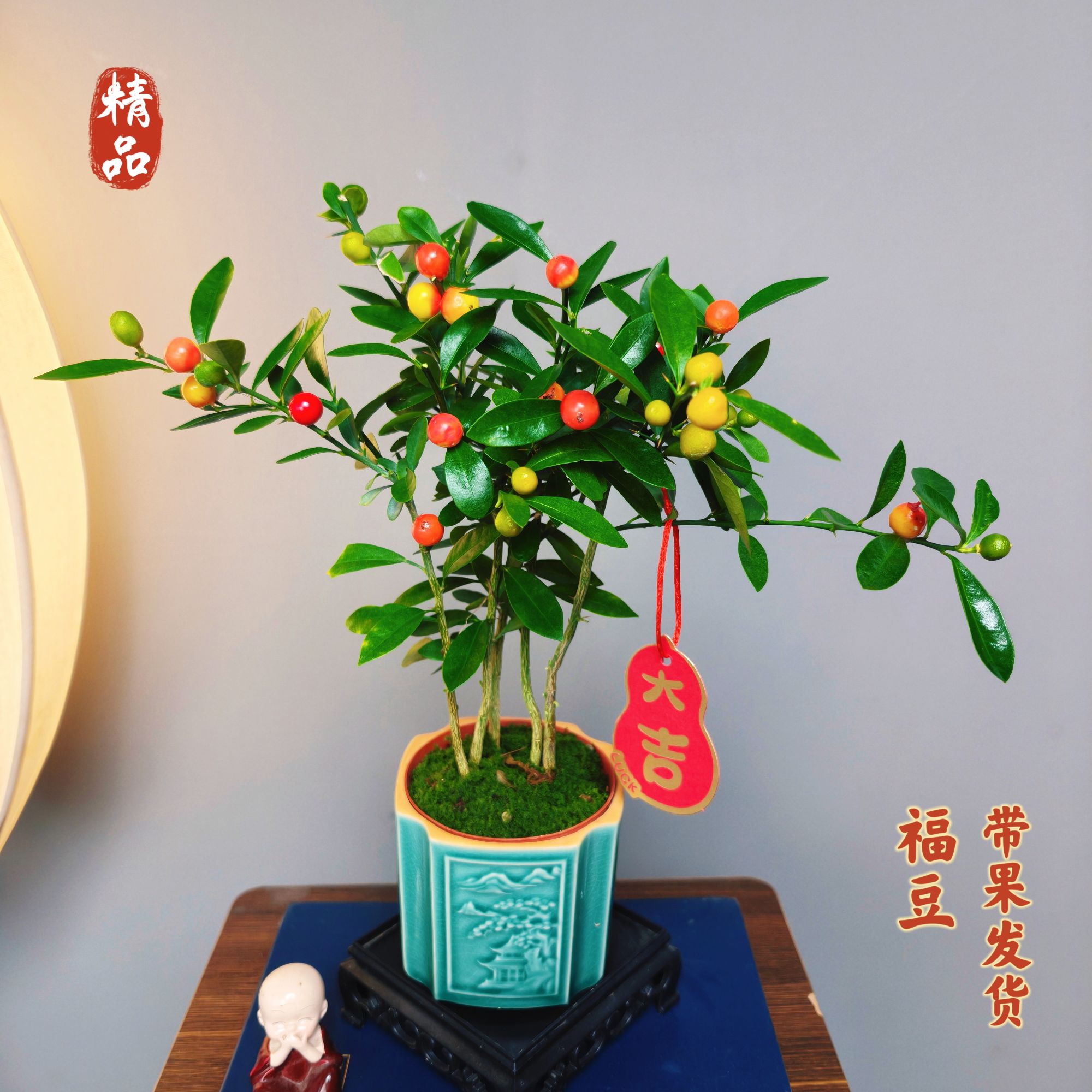 福豆【带浮雕图文盆】茶桌办公桌室内室外盆栽好养易活绿植