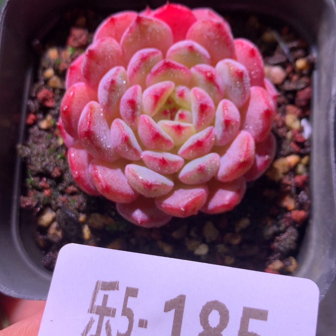 乐然 5-185 哈尼单头 