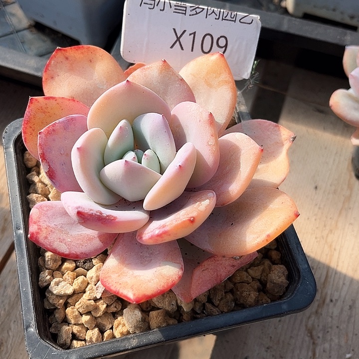 我是第一百个为妖刀应援滴打