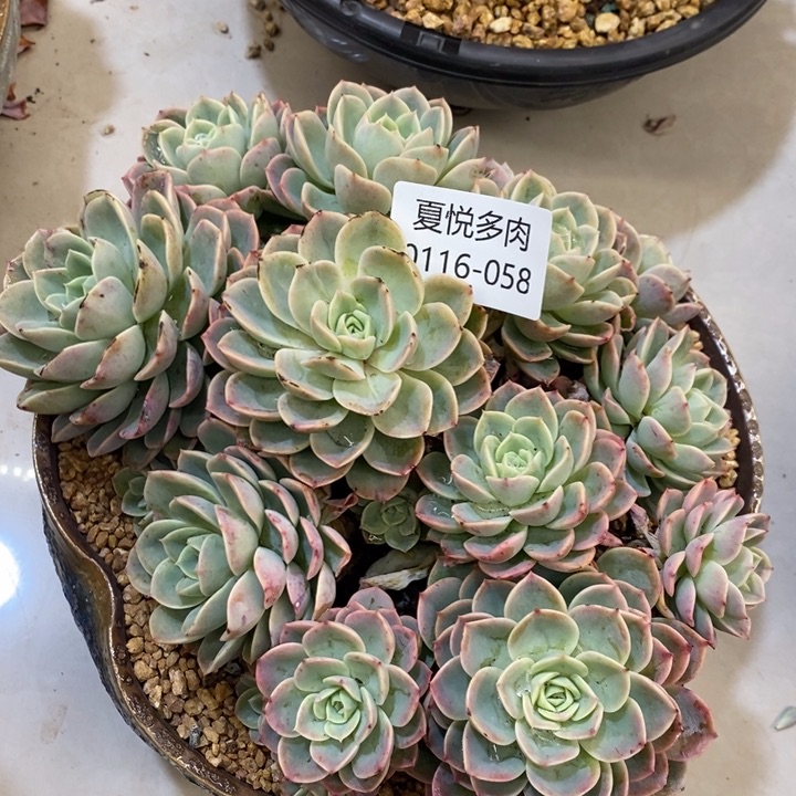 夏悦多肉0116-58哈密瓜