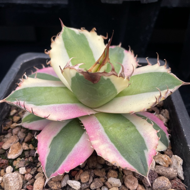 龙舌兰直播专用链接（中）多肉植物