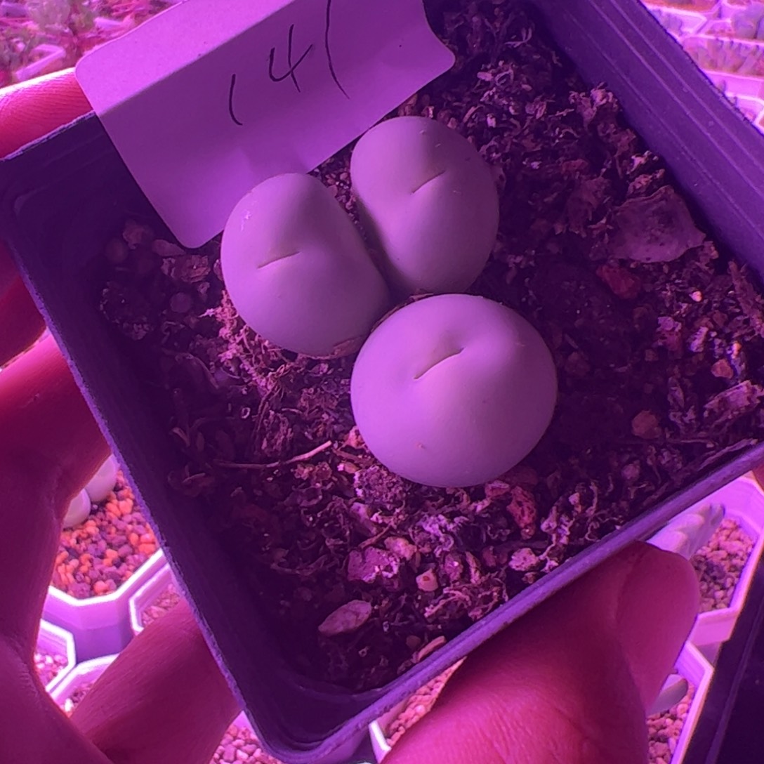 9.2鸽子蛋多肉植物141