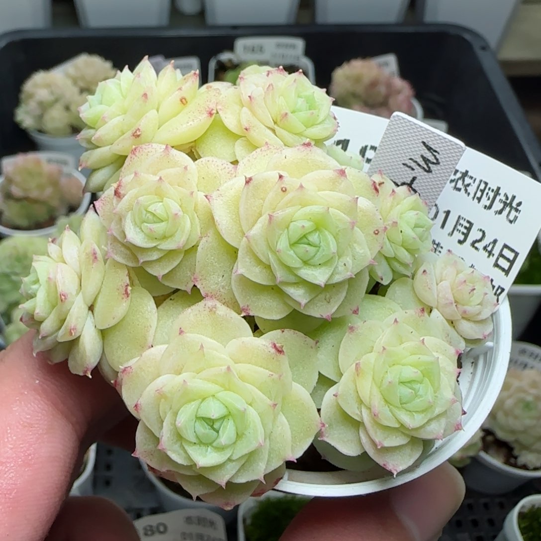 0124-181（M1-452-2）