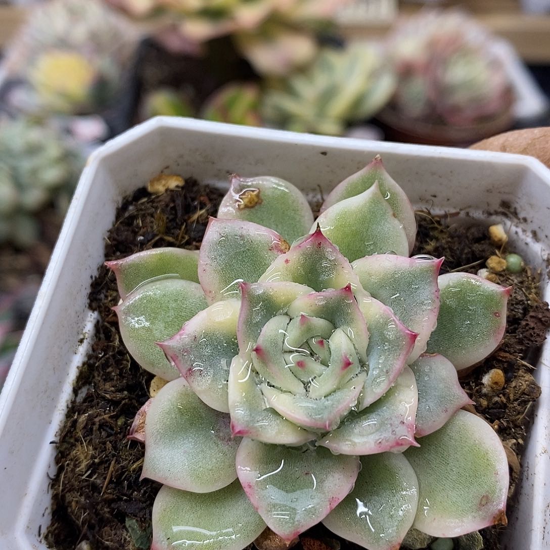 2317 艾丽卡覆轮锦