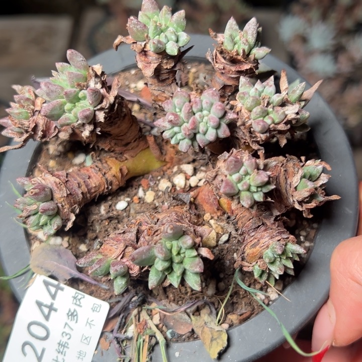 2044哈哈哈哈哈哈哈哈