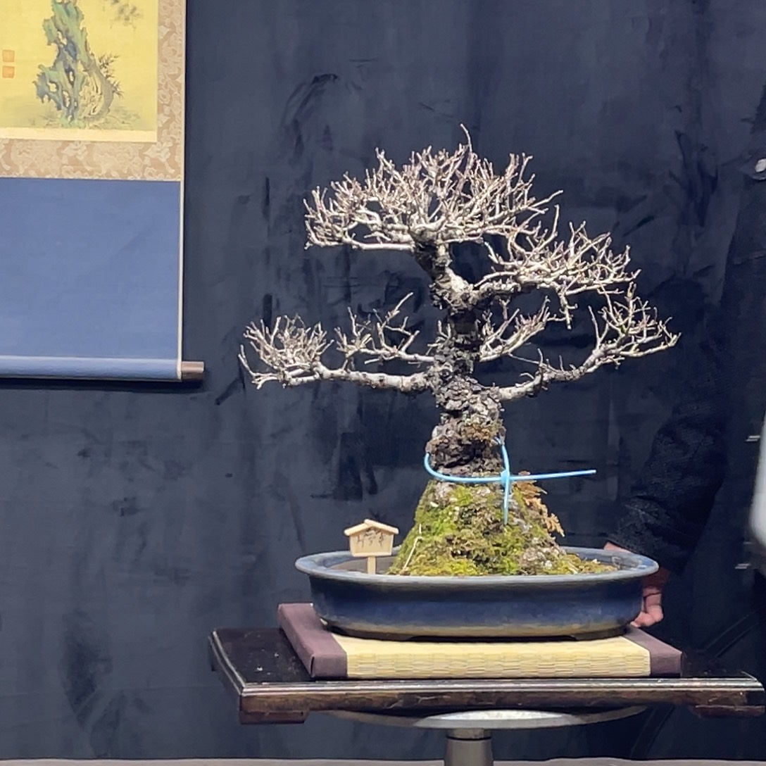 完全开放一颗榆榉一颗一颗