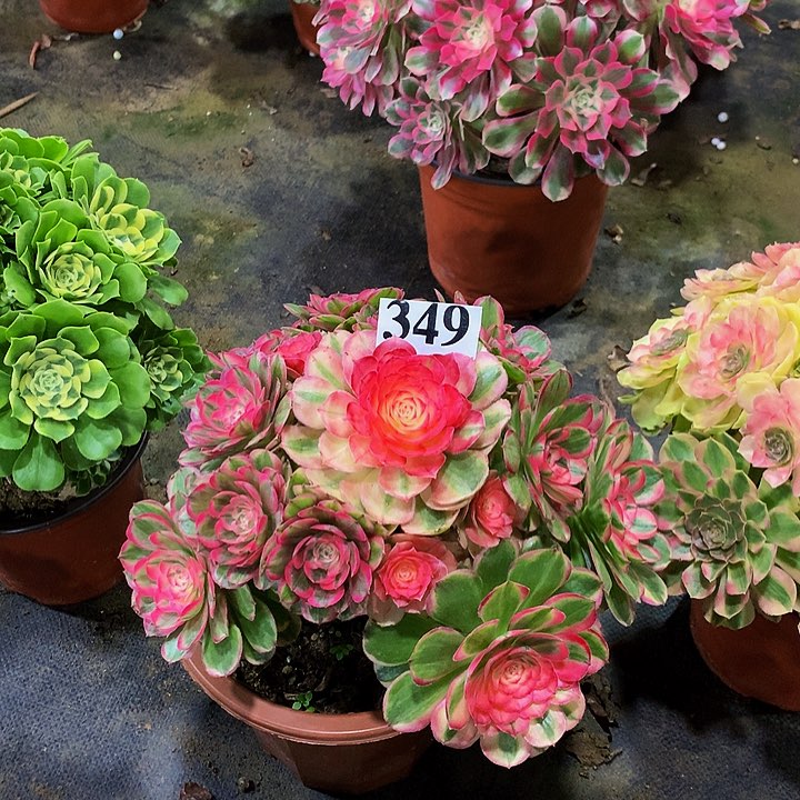 花**界多肉海神法师34900