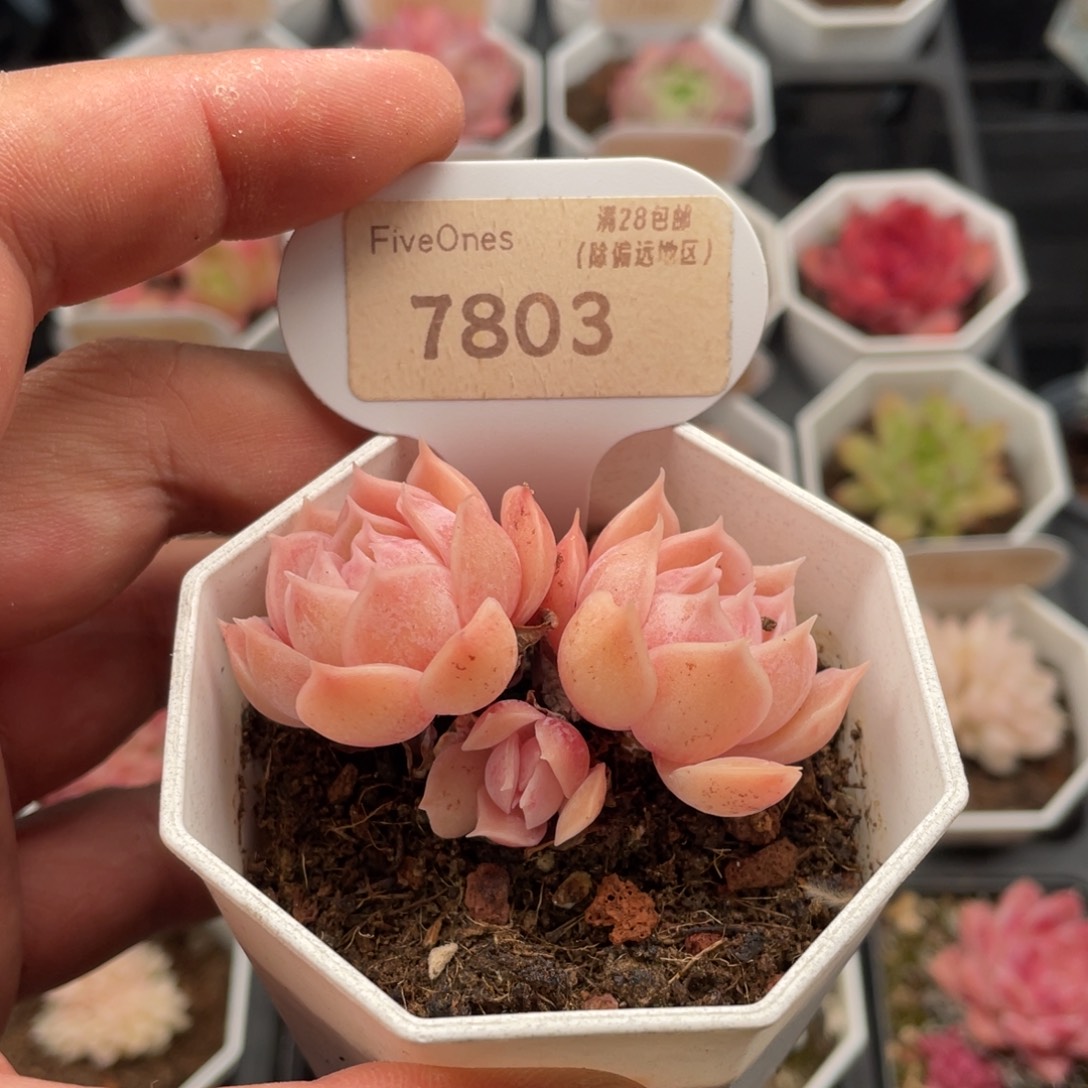 多肉昂斯诺7803-6厘米