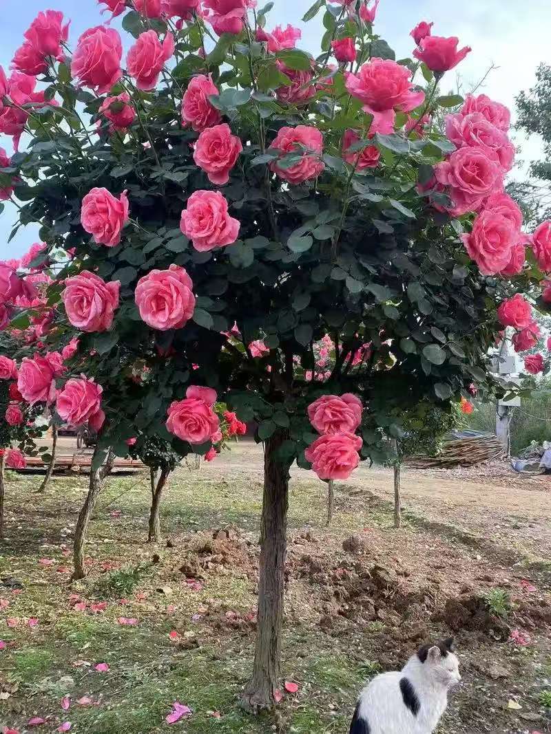 鄂西花卉绿植山木香野蔷薇一物一拍