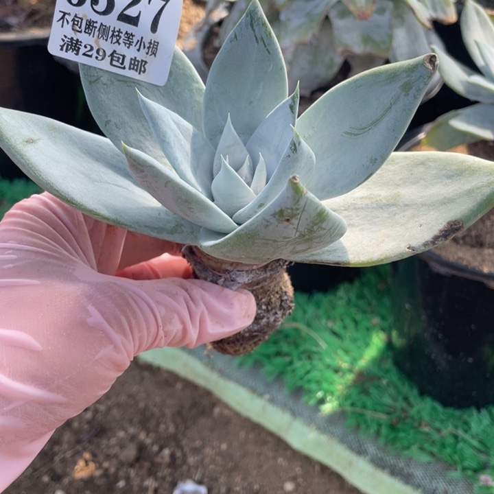 327号雪山多肉植物