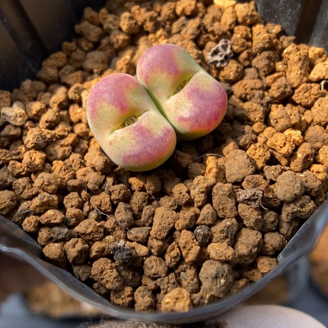 多肉植物肉锥杂交K-806