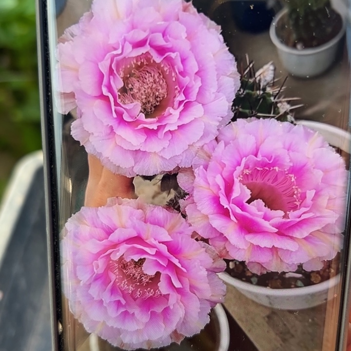 7彩草桃花洛歪无根侧芽3一4公分左右20包邮