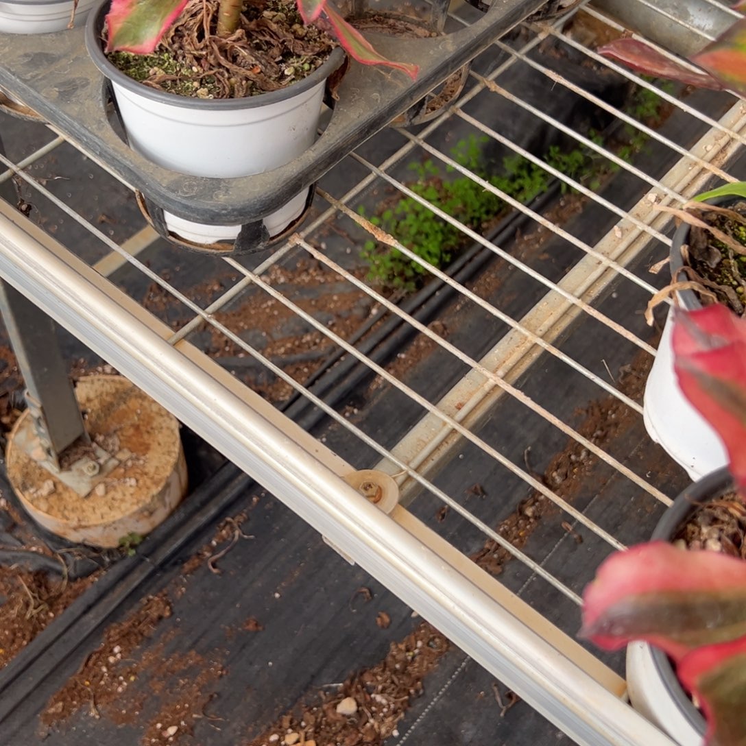 *****20多颗苗二姐配多肉