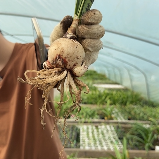 蔓越莓5.5-6厘米带侧芽