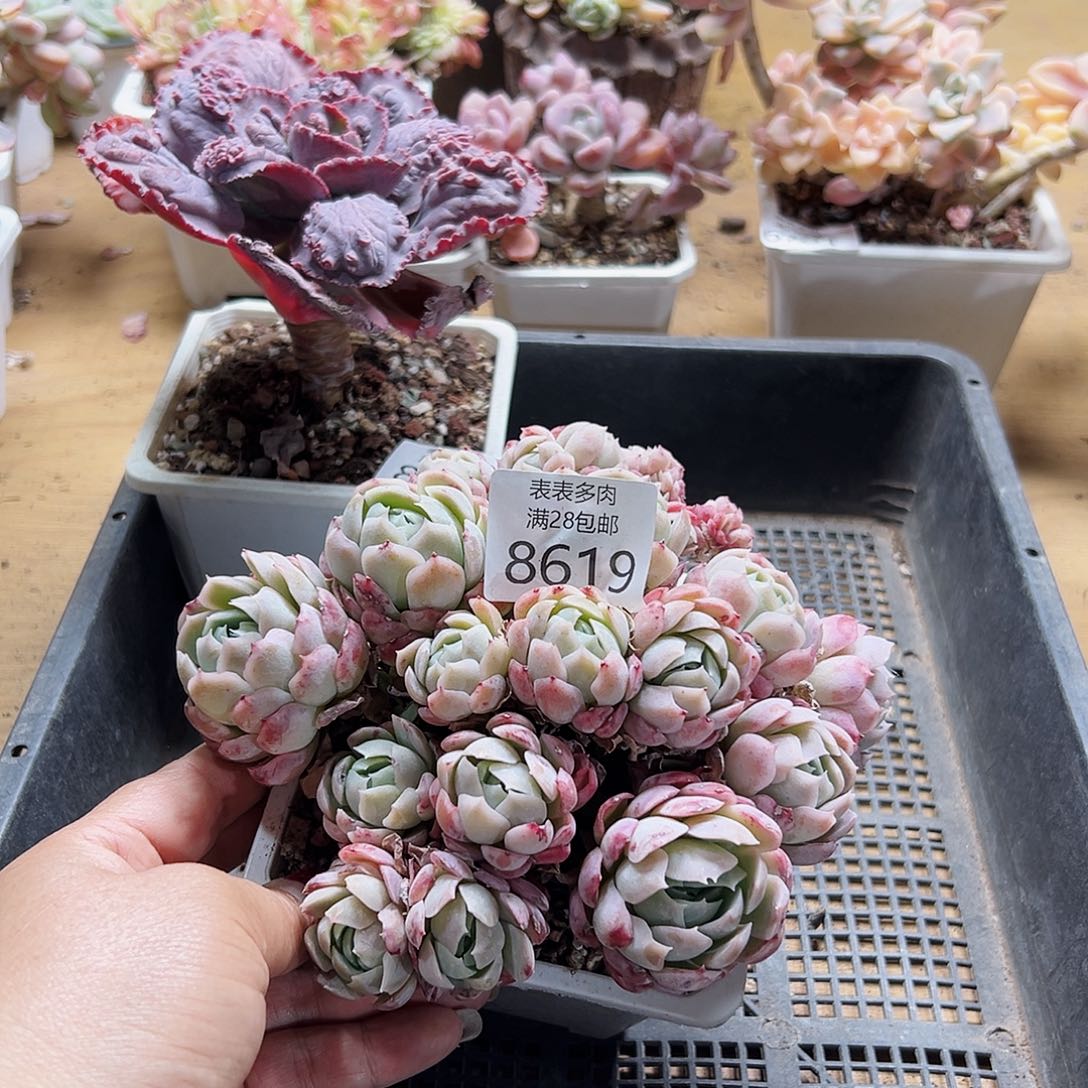 9号多肉一物一拍8619