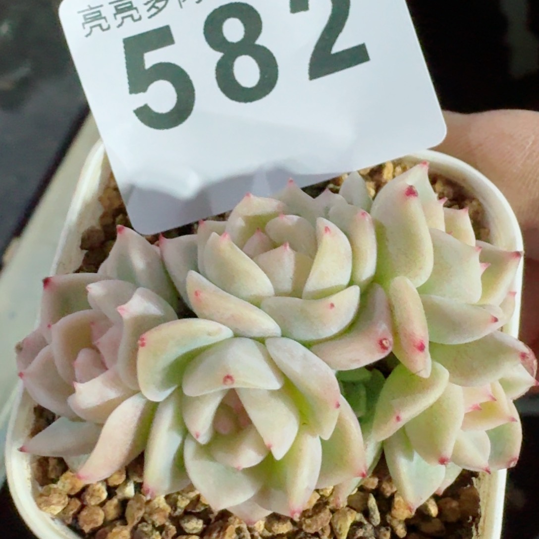 甜心群生         精品多肉