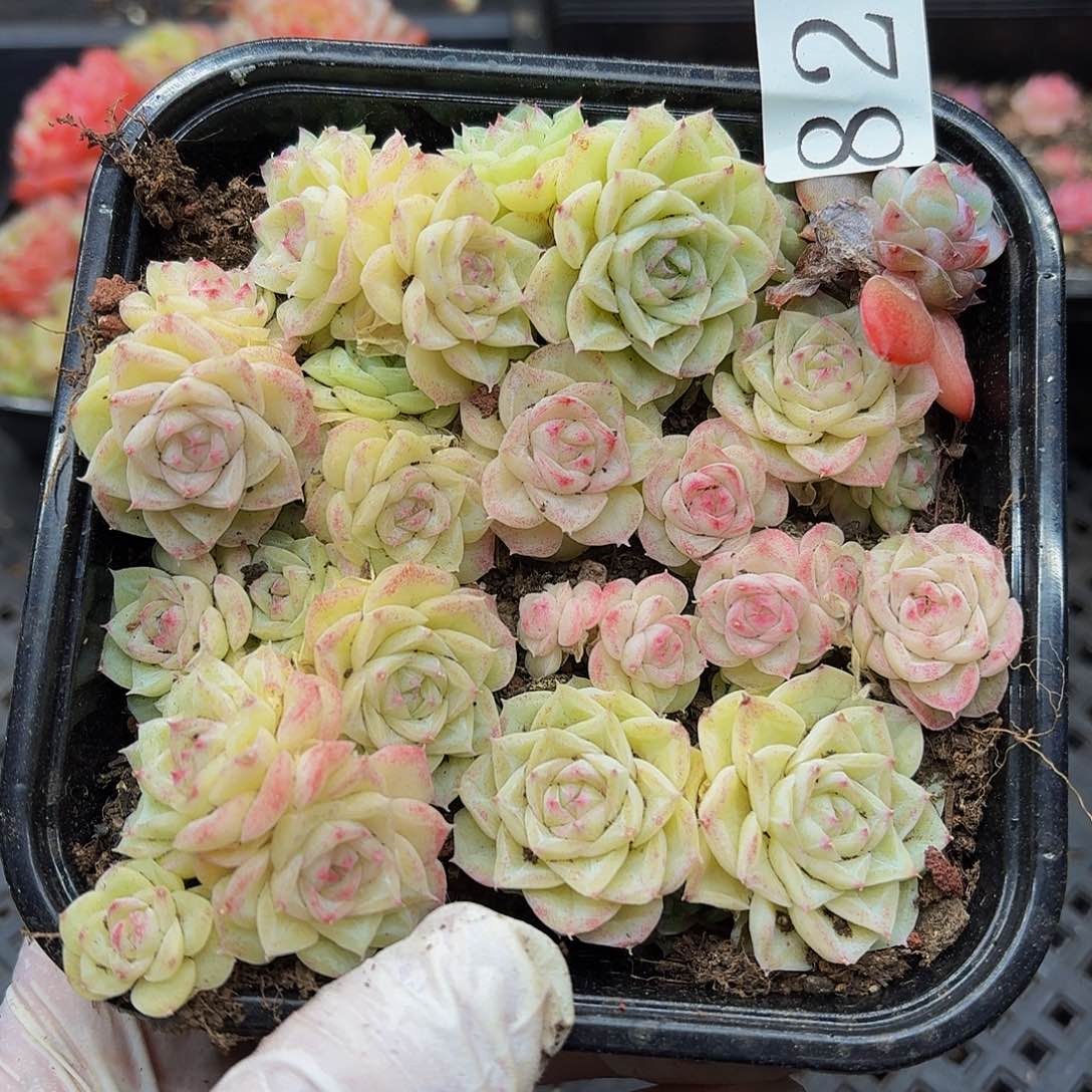 多肉植物多肉植物824