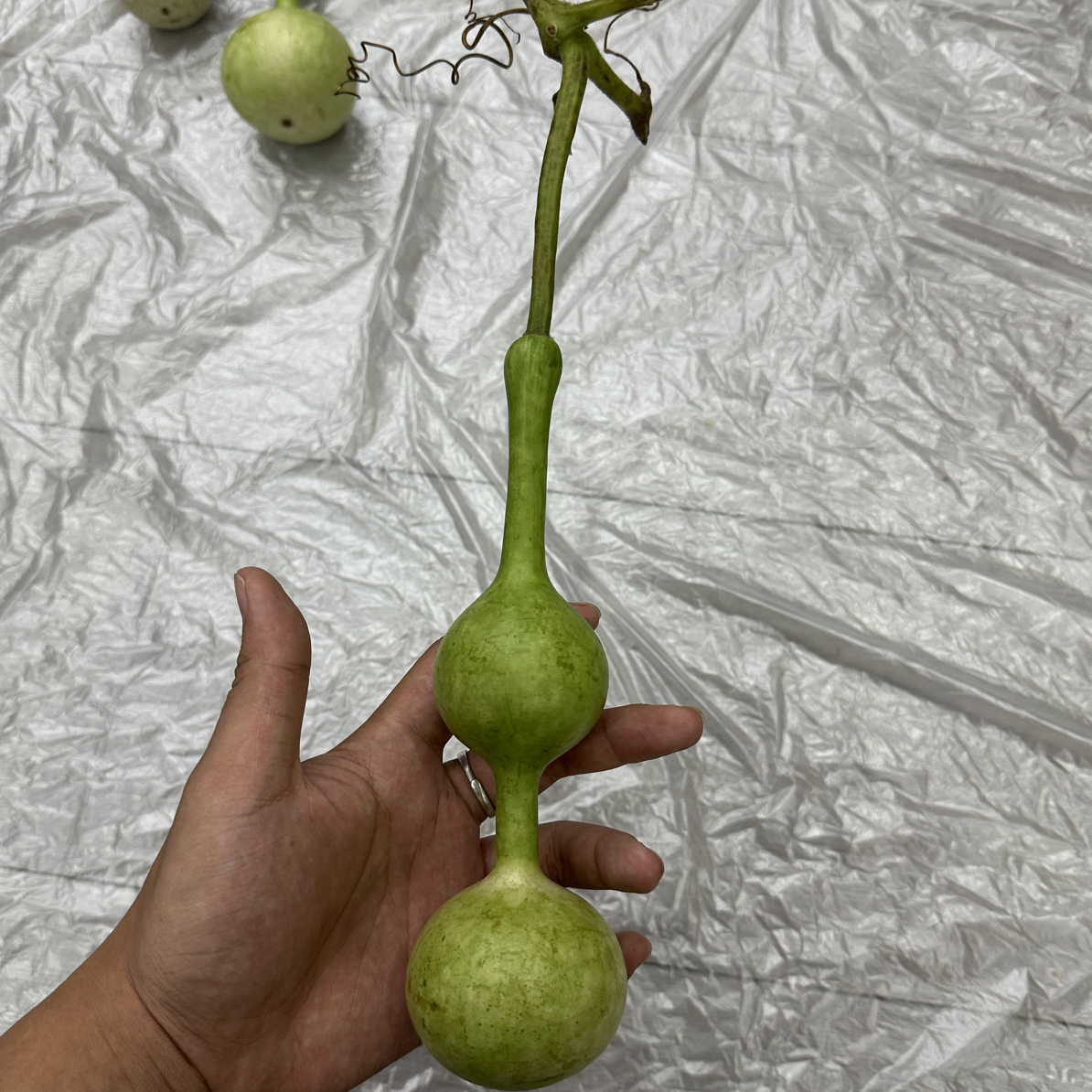 八宝阁直播间专拍三号链接