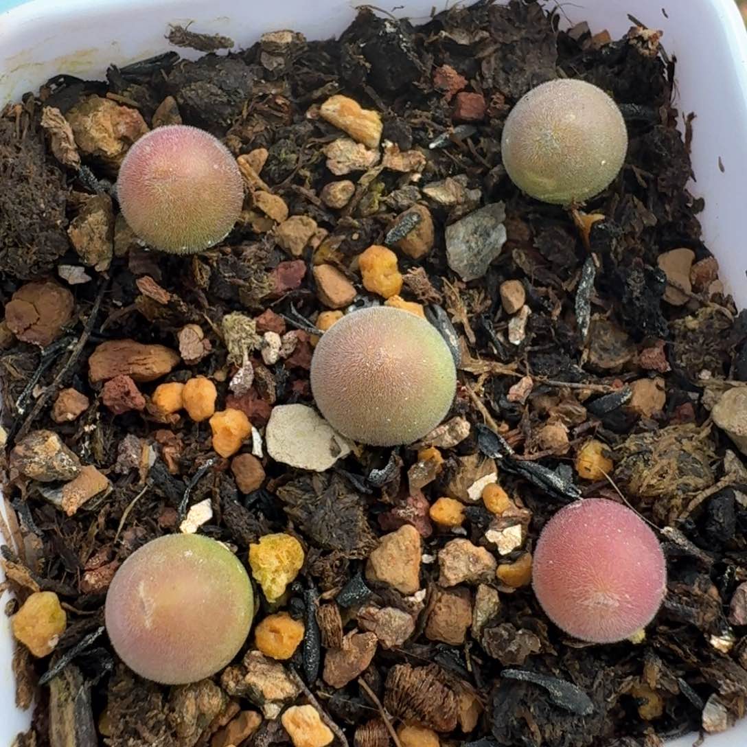 18五颗宝辉带盆土发货00000