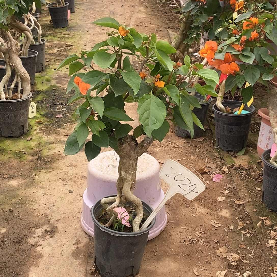 大部分开放少量花苞阿达纳2024