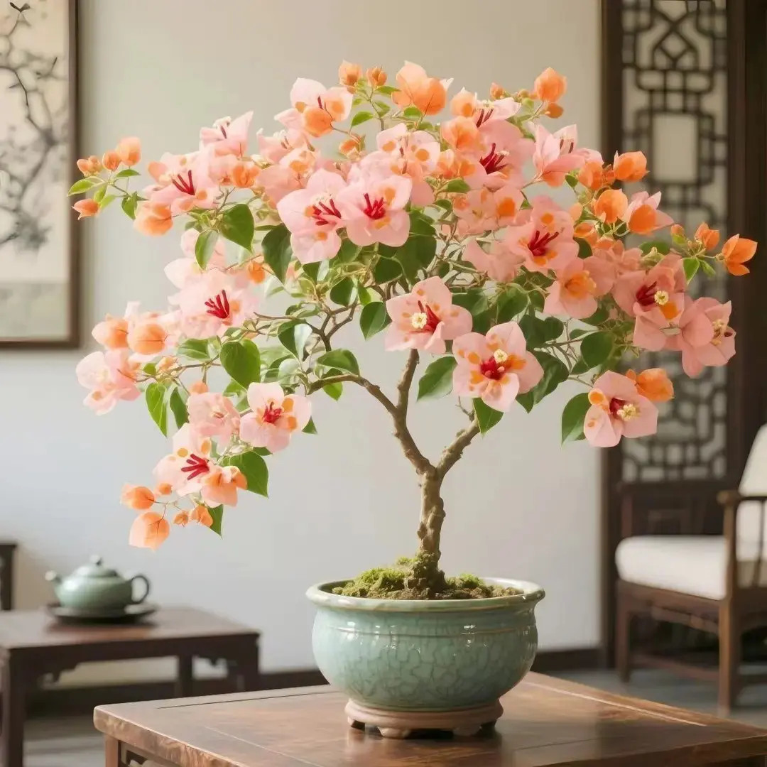 新品三角梅树苗老桩盆栽四季开花耐寒耐热好养活花卉绿植庭院阳台