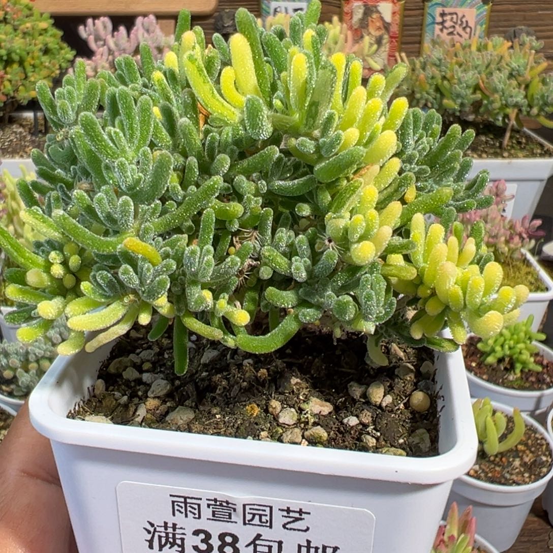 31-790荧光兔阴阳锦+拉丝锦七方盆老桩