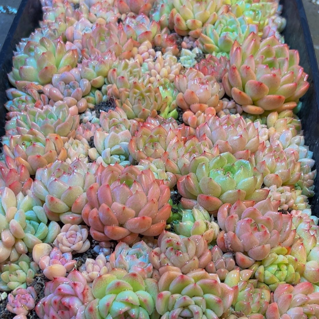 855多肉植物的生长发育和生长