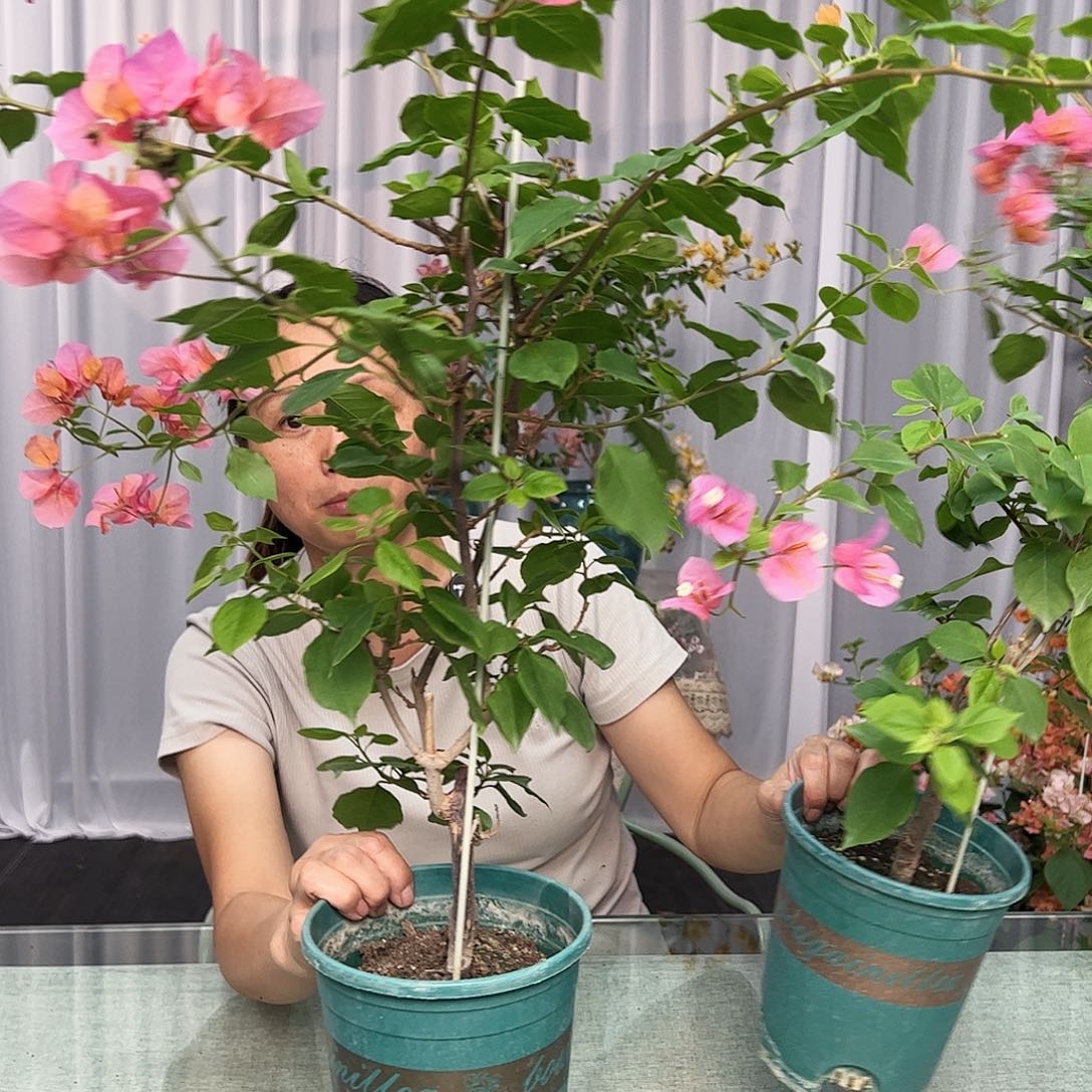 大部分开放少量花苞越南混音带竹一棵