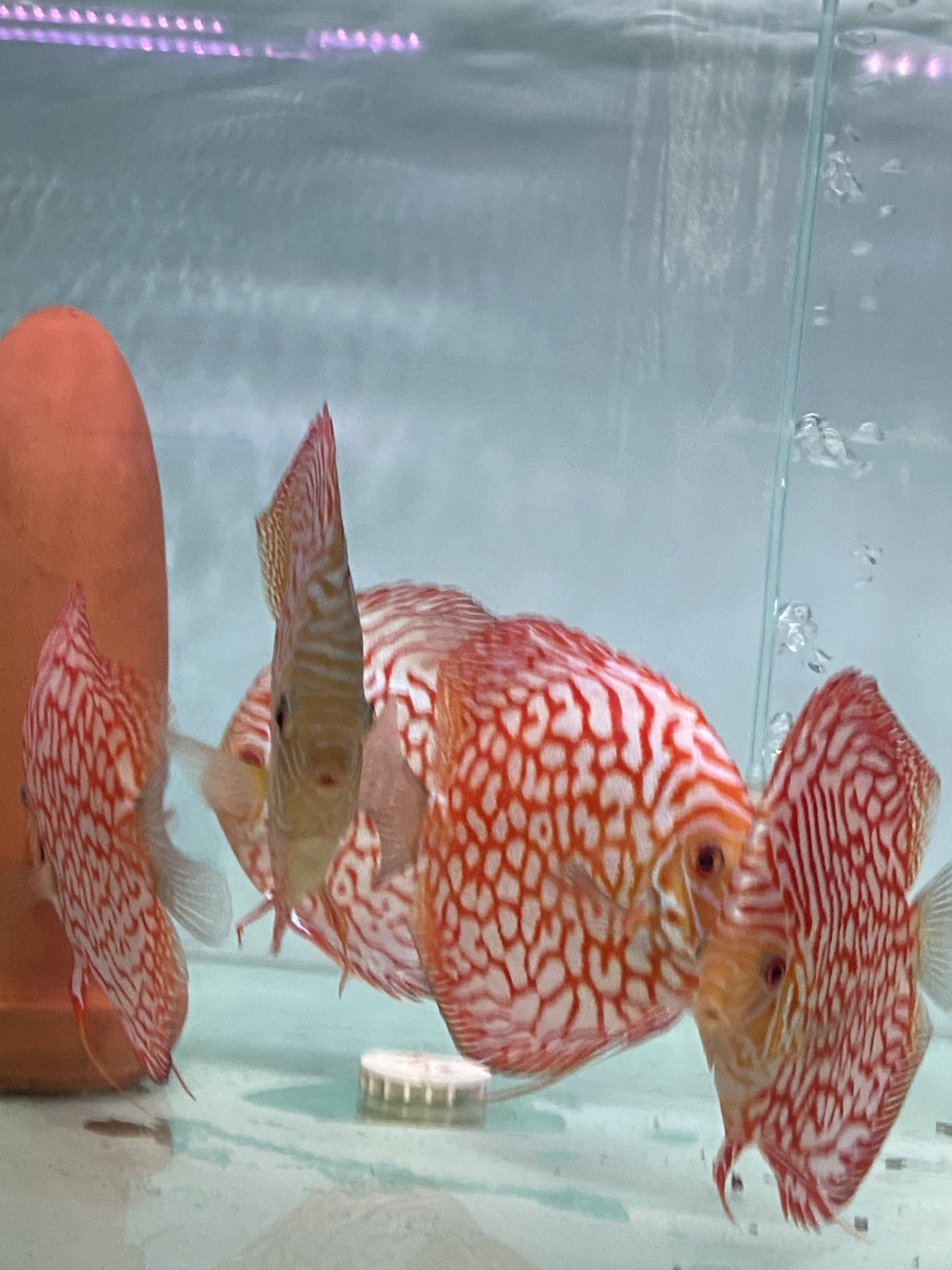 七彩神仙鱼条纹鲜活热带观赏鱼野血红妃活体淡水鱼苗好养耐活燕鱼