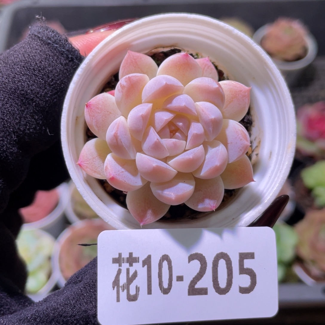 花利美10-205新品