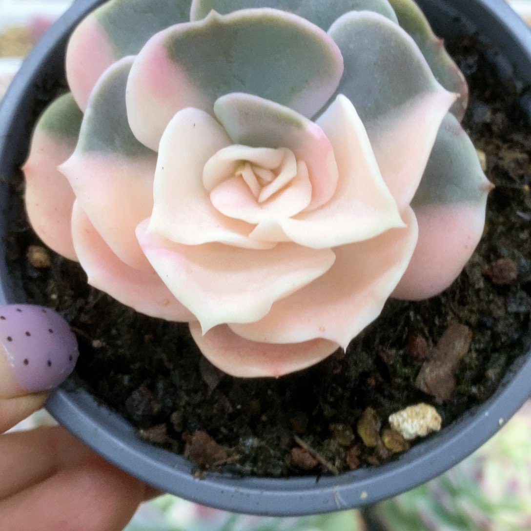 双子座金锦锦锦锦锦锦锦锦锦