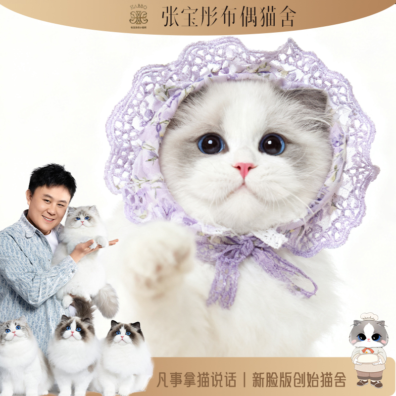 张宝彤布偶猫舍-泡泡弟弟 | 新脸版创始猫舍