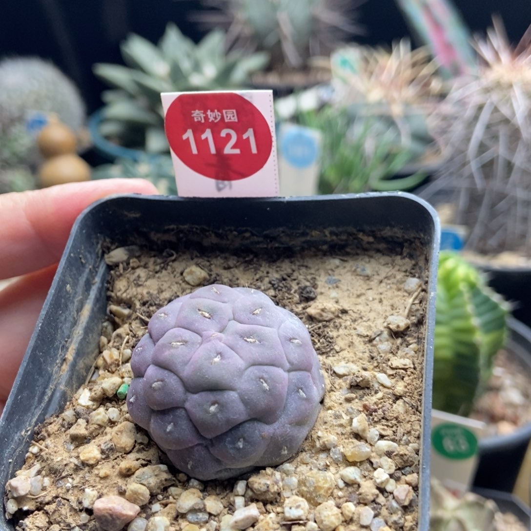 自根无刺习志野3.3cm