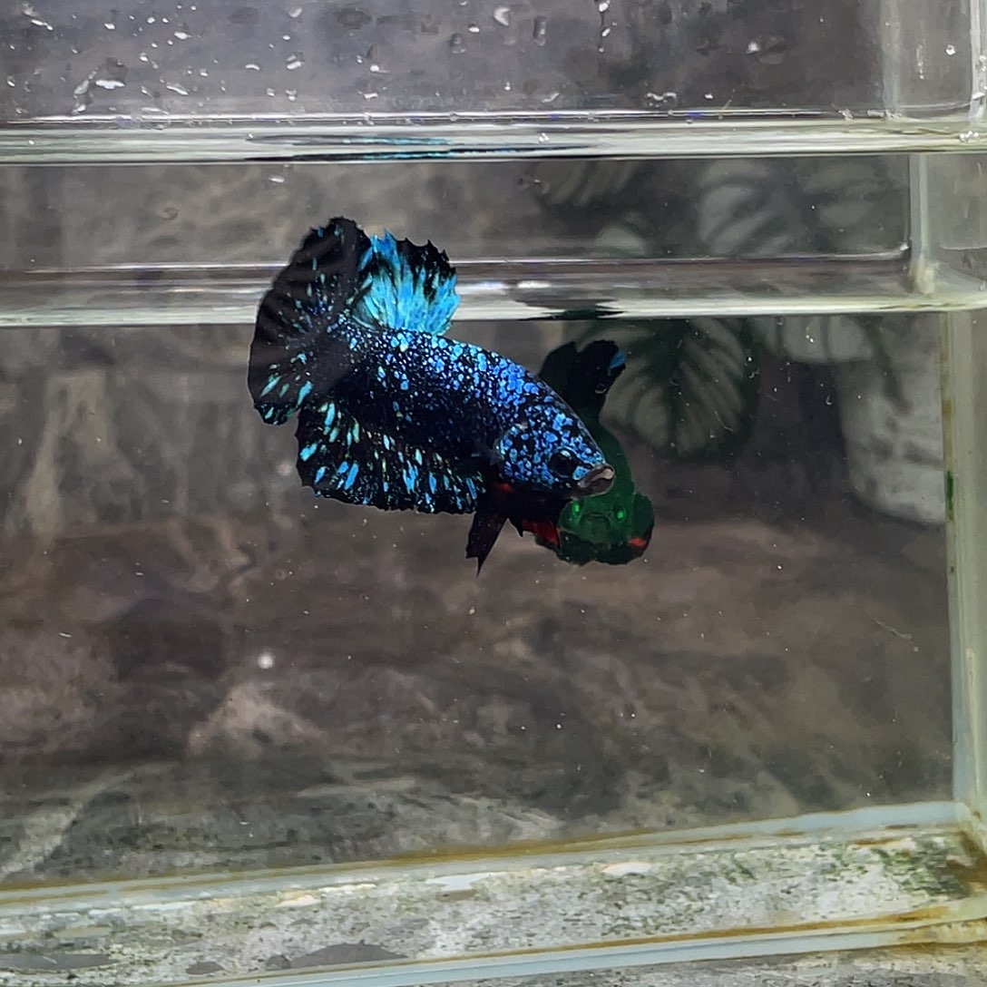 海水鱼育平斗鱼泰国斗鱼