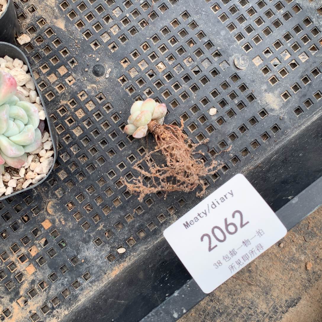 篮*2062小迷你冰玉